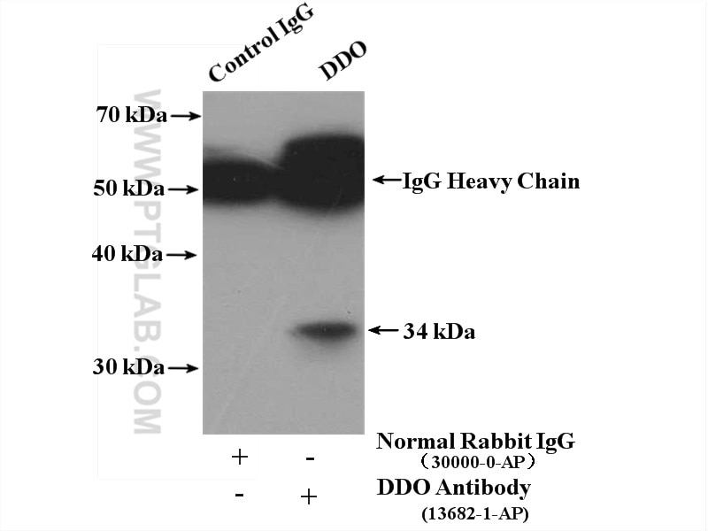 Immunoprecipitation (IP) experiment of SKOV-3 cells using DDO Polyclonal antibody (13682-1-AP)