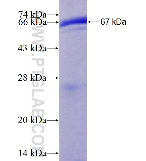 DDO fusion protein Ag4543 SDS-PAGE