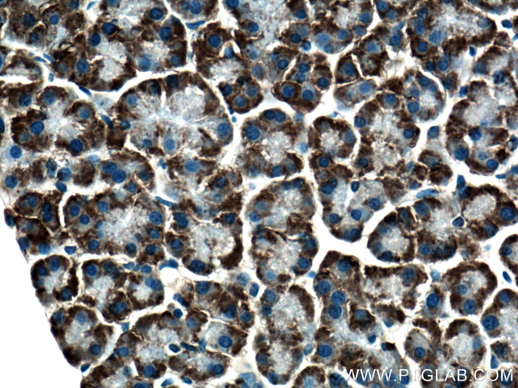 Immunohistochemistry (IHC) staining of mouse pancreas tissue using DDOST Polyclonal antibody (14916-1-AP)