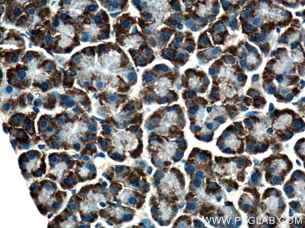 IHC staining of mouse pancreas using 14916-1-AP