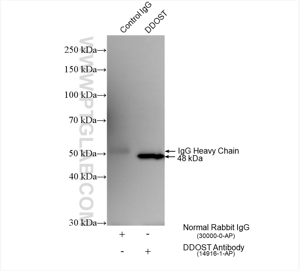 Immunoprecipitation (IP) experiment of mouse pancreas tissue using DDOST Polyclonal antibody (14916-1-AP)