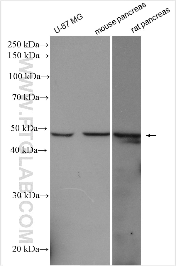 WB analysis using 14916-1-AP