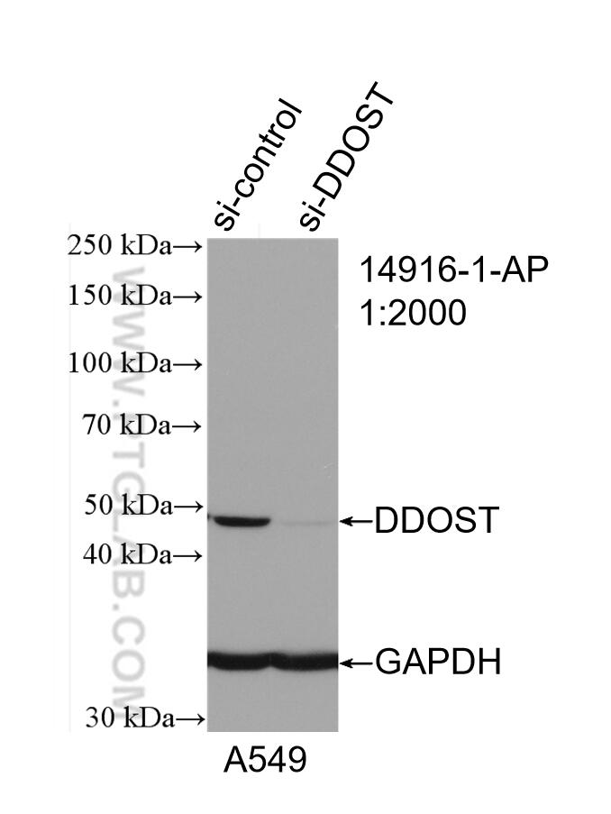 Western Blot (WB) analysis of A549 cells using DDOST Polyclonal antibody (14916-1-AP)