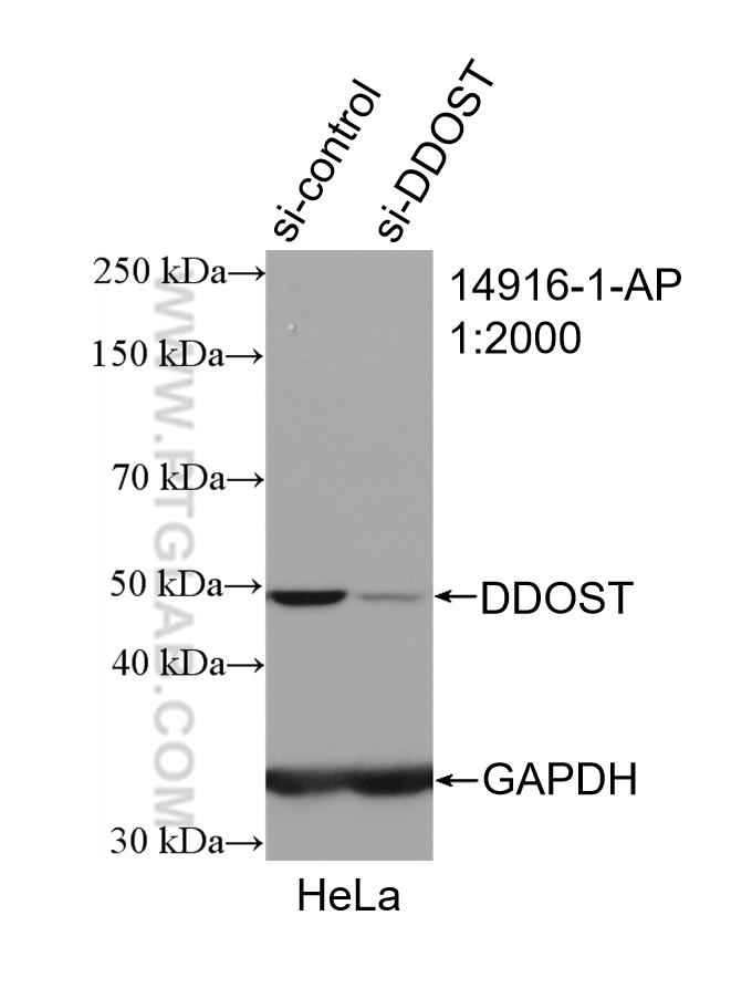 Western Blot (WB) analysis of HeLa cells using DDOST Polyclonal antibody (14916-1-AP)