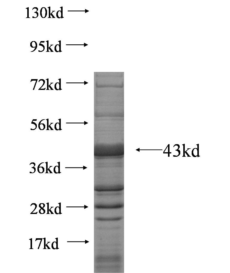 DDOST fusion protein Ag6727 SDS-PAGE