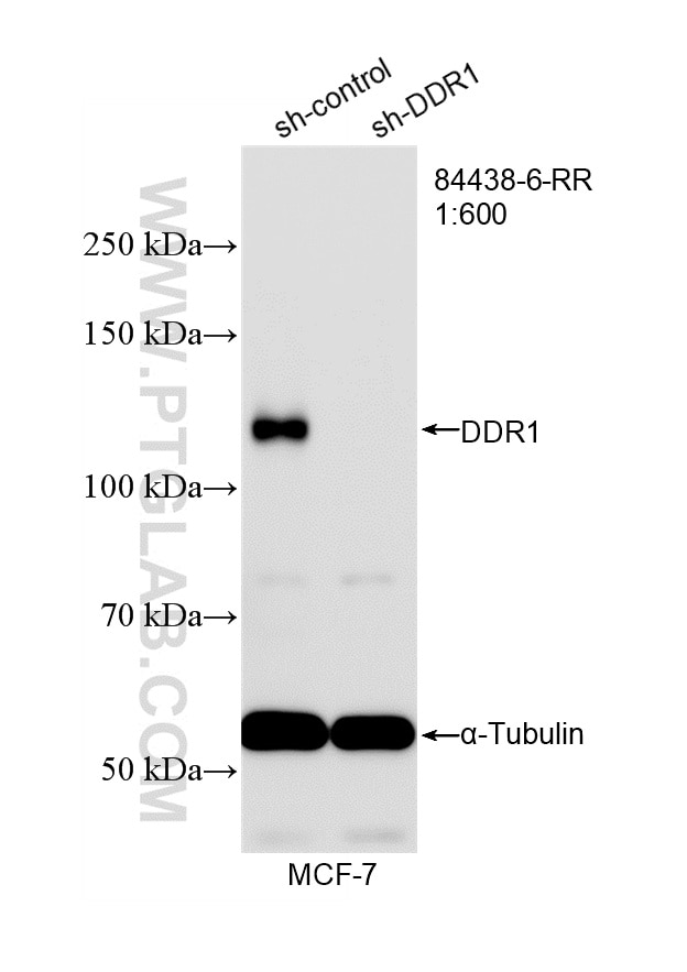 WB analysis of MCF-7 using 84438-6-RR Western Blot (WB) analysis of MCF-7 cells using DDR1/CD167a Recombinant monoclonal antibody (84438-6-RR)