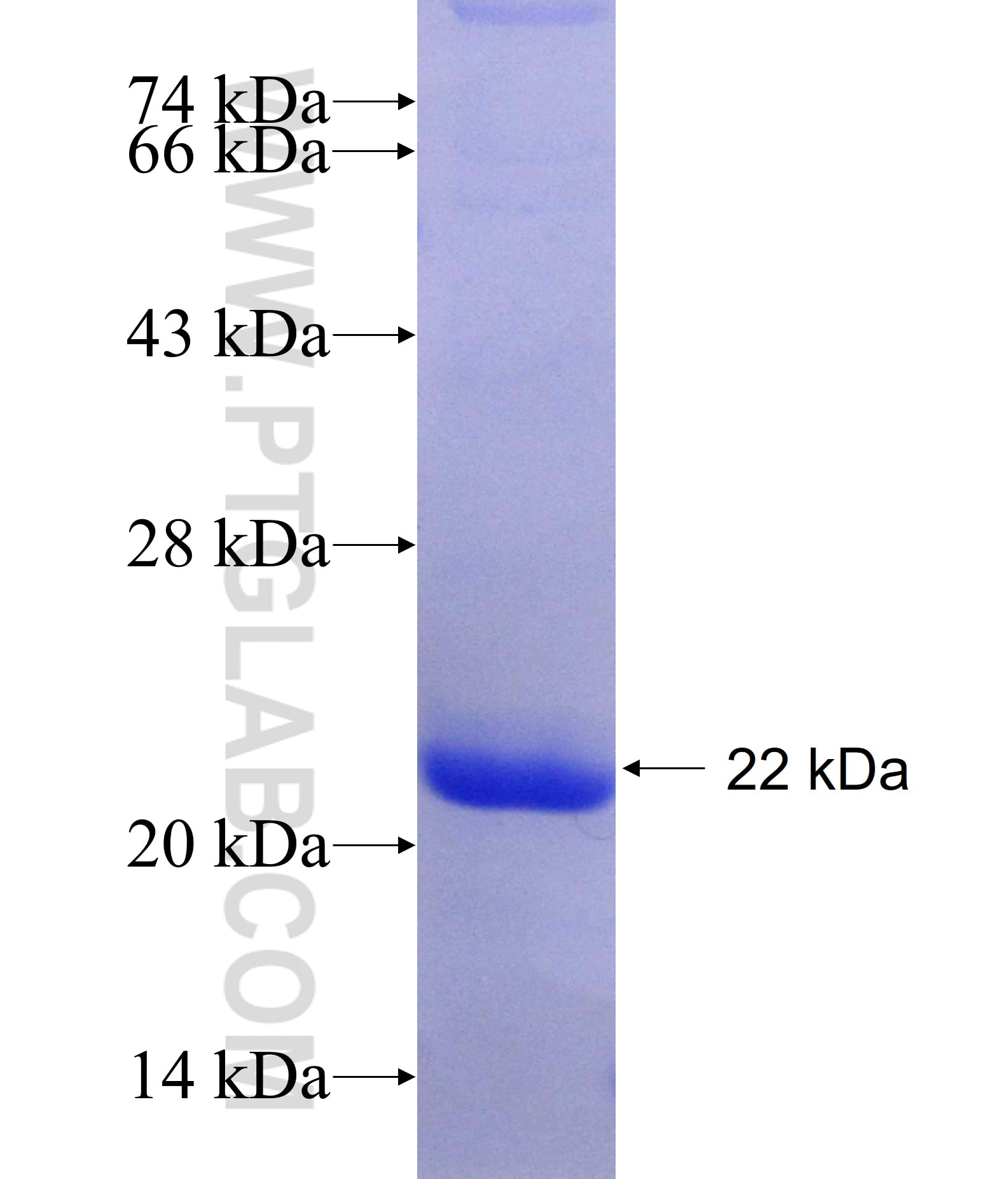 DDR1 fusion protein Ag25774 SDS-PAGE