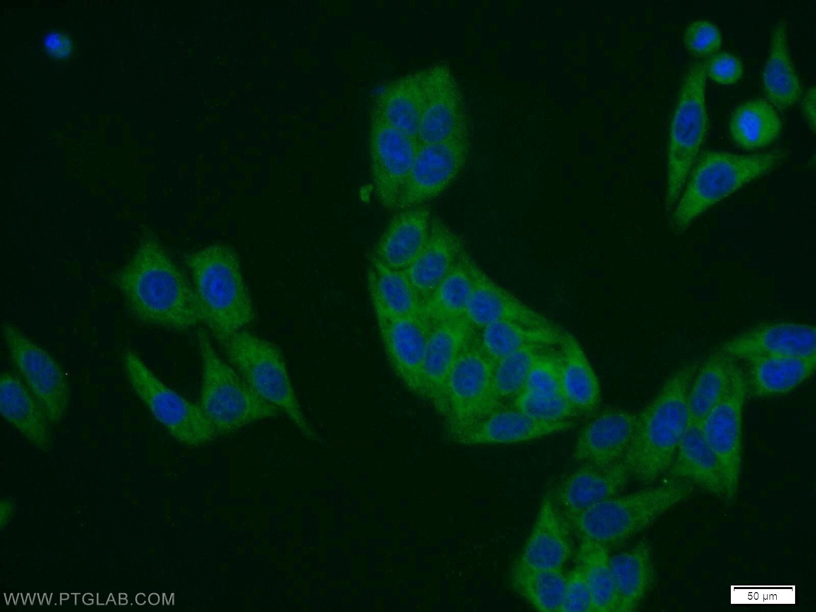 Immunofluorescence (IF) / fluorescent staining of HepG2 cells using DDRGK1 Polyclonal antibody (21445-1-AP)