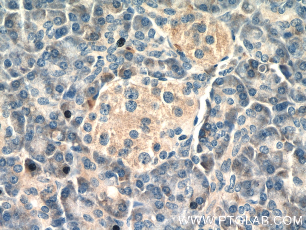 Immunohistochemistry (IHC) staining of human pancreas tissue using DDRGK1 Polyclonal antibody (21445-1-AP)