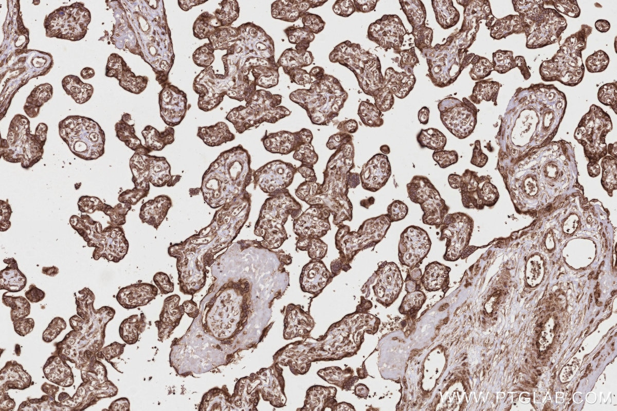 Immunohistochemistry (IHC) staining of human placenta tissue using DDRGK1 Polyclonal antibody (21445-1-AP)