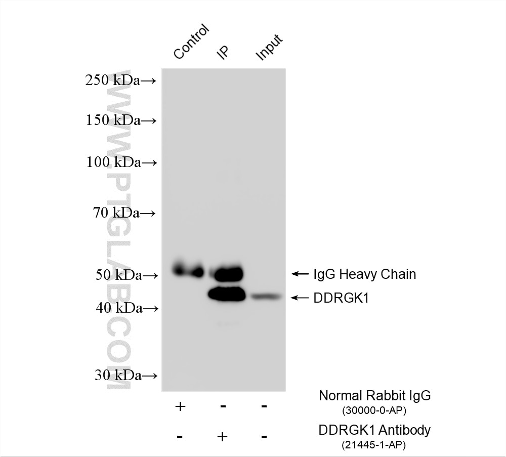 Immunoprecipitation (IP) experiment of HepG2 cells using DDRGK1 Polyclonal antibody (21445-1-AP)