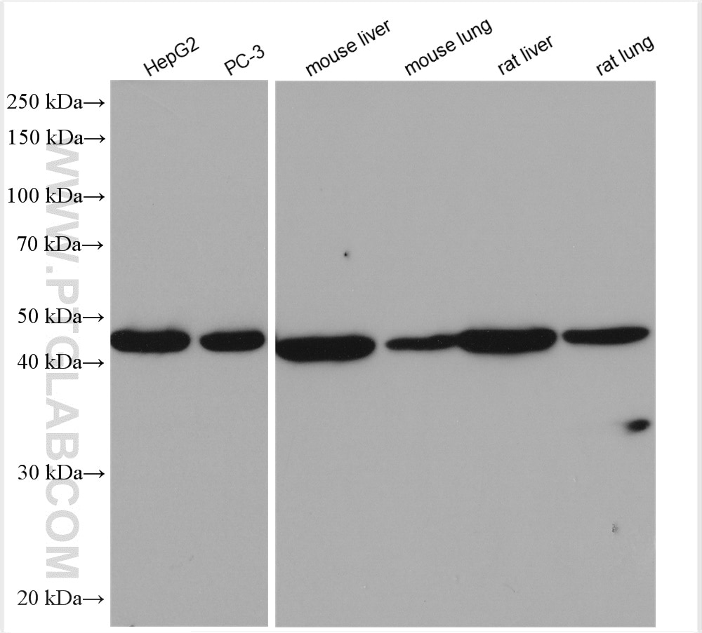Western Blot (WB) analysis of various lysates using DDRGK1 Polyclonal antibody (21445-1-AP)
