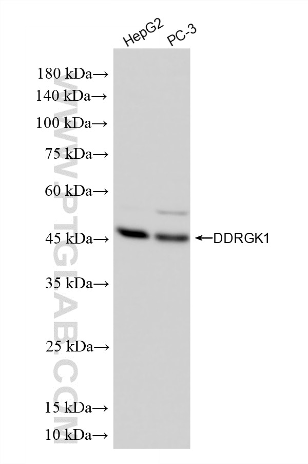 Western Blot (WB) analysis of various lysates using DDRGK1 Recombinant monoclonal antibody (86667-2-RR)