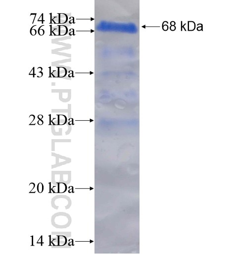 DDRGK1 fusion protein Ag13742 SDS-PAGE