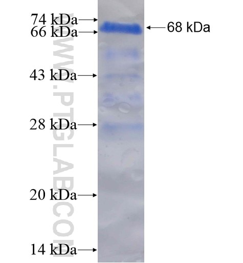 DDRGK1 fusion protein Ag13742 SDS-PAGE