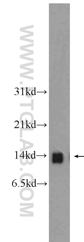 Western Blot (WB) analysis of rat liver tissue using DDT Polyclonal antibody (12389-1-AP)