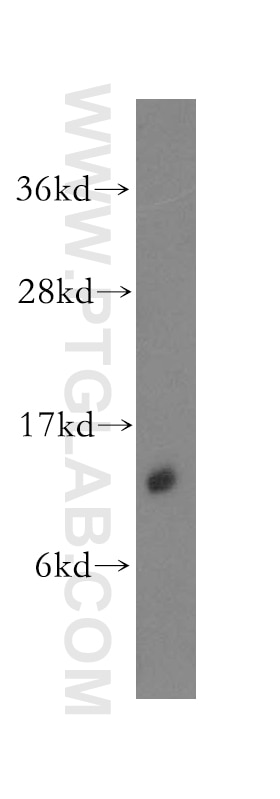 Western Blot (WB) analysis of HeLa cells using DDT Polyclonal antibody (12389-1-AP)