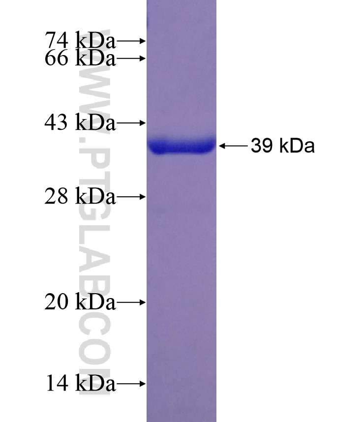 DDT fusion protein Ag3065 SDS-PAGE