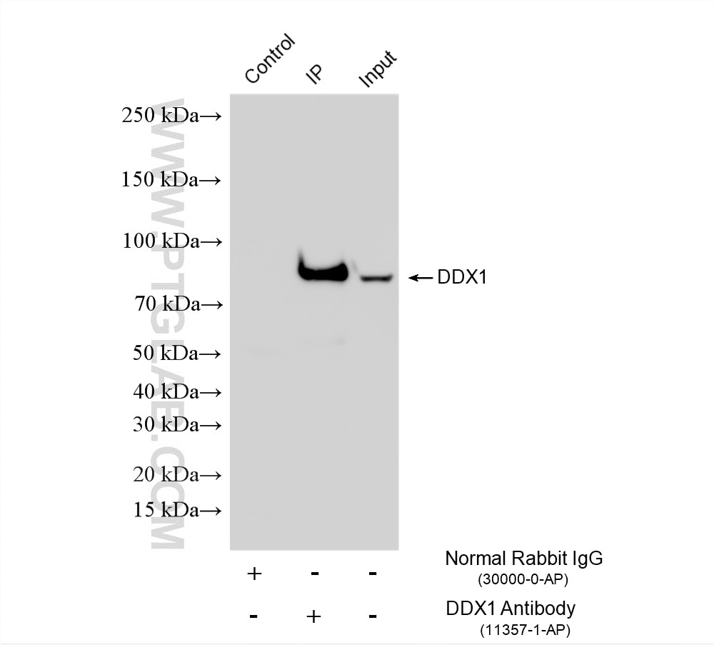 Immunoprecipitation (IP) experiment of HEK-293 cells using DDX1 Polyclonal antibody (11357-1-AP)