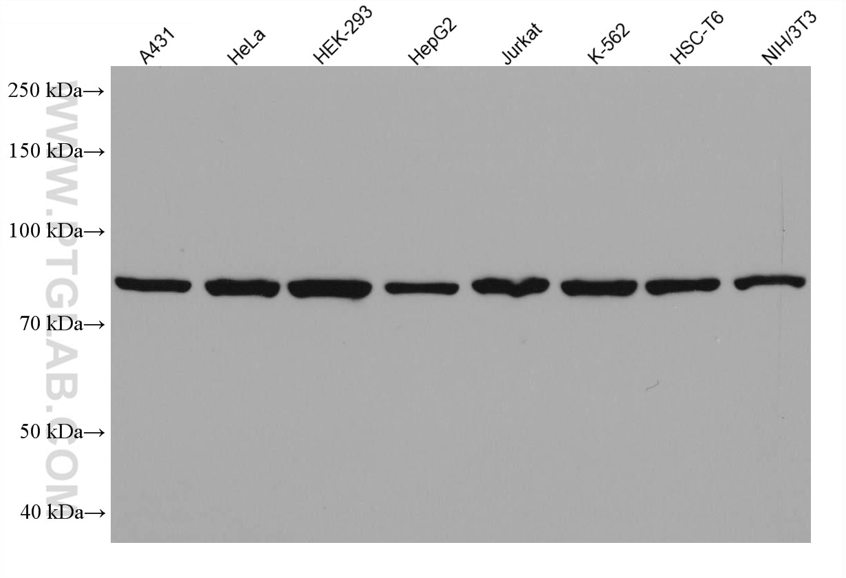 Western Blot (WB) analysis of various lysates using DDX1 Monoclonal antibody (67991-1-Ig)