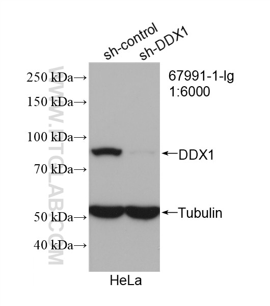 Western Blot (WB) analysis of HeLa cells using DDX1 Monoclonal antibody (67991-1-Ig)