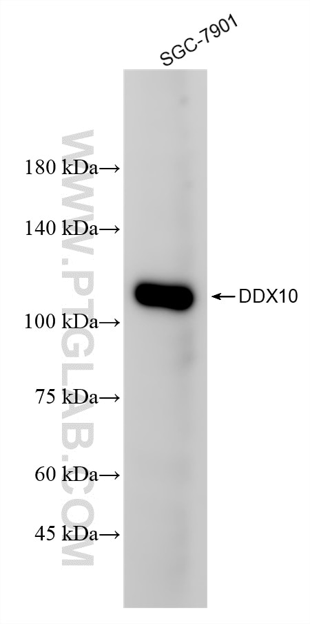 DDX10