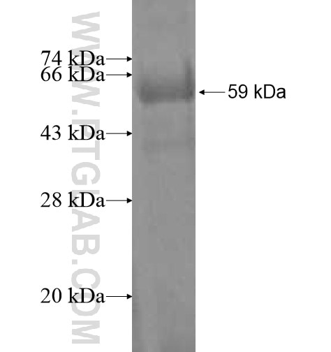 DDX10 fusion protein Ag12317 SDS-PAGE