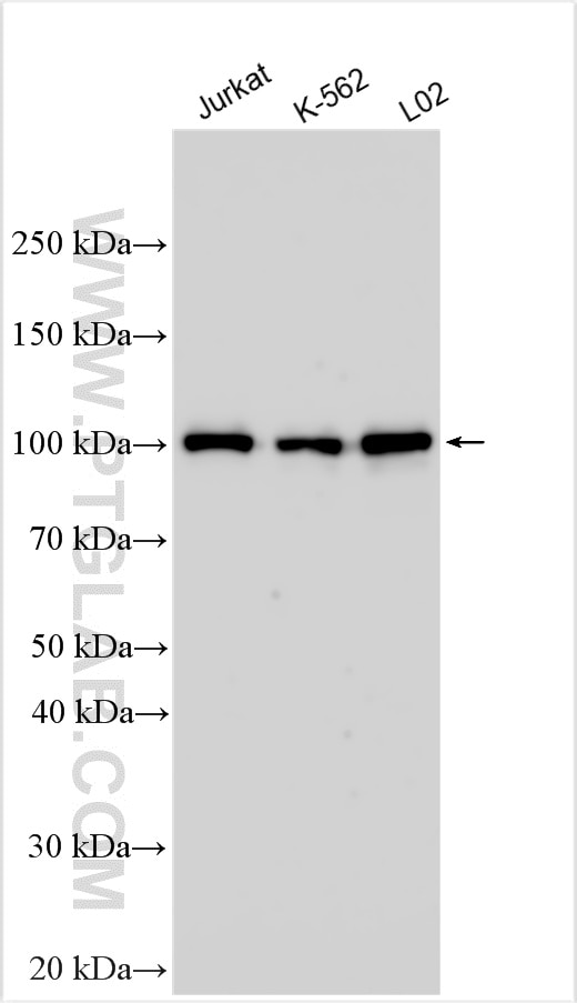 Western Blot (WB) analysis of various lysates using DDX11 Polyclonal antibody (13047-1-AP)