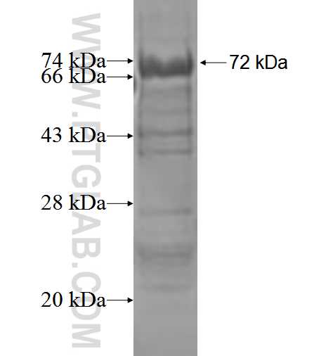 DDX11 fusion protein Ag3666 SDS-PAGE