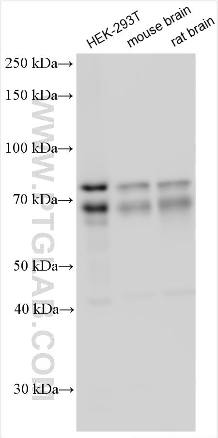 Western Blot (WB) analysis of various lysates using DDX17 Polyclonal antibody (19910-1-AP)