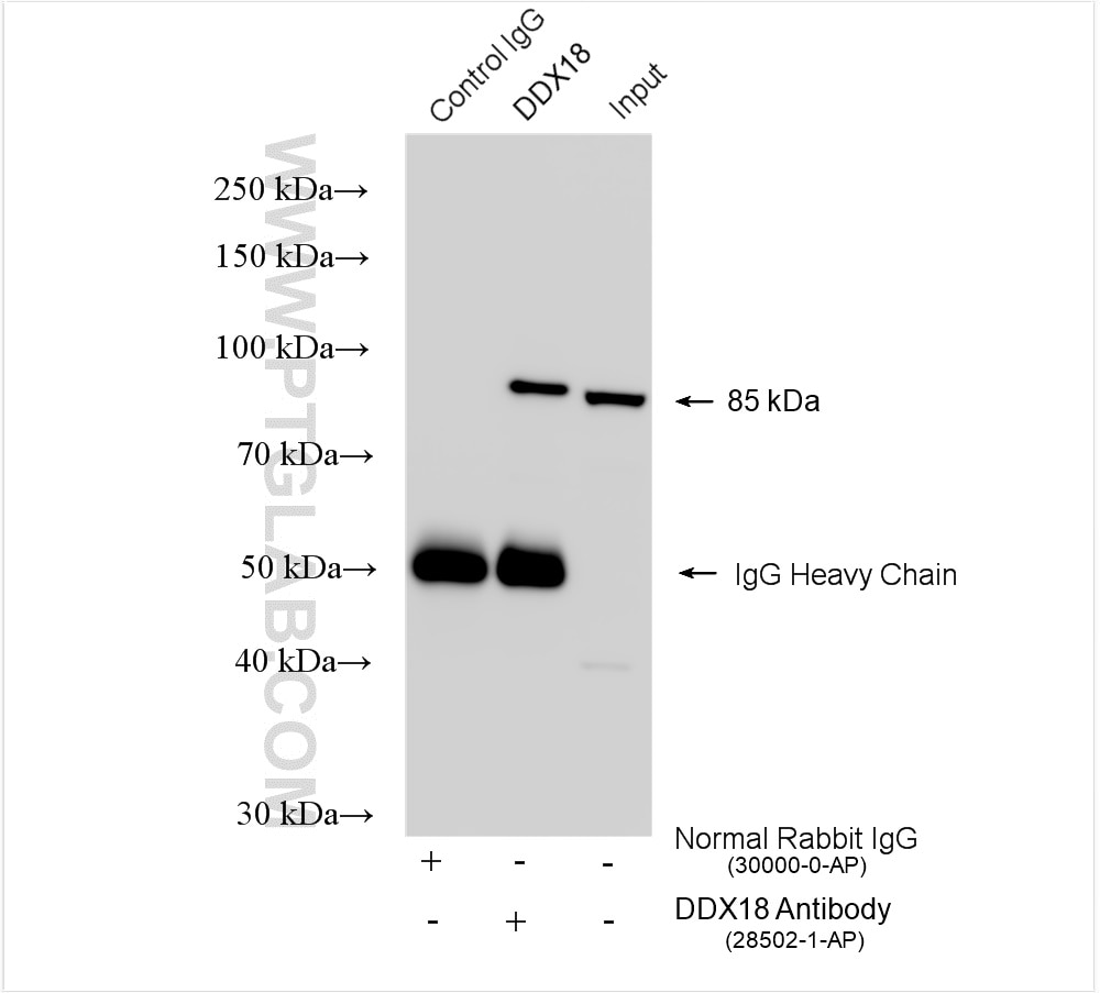 Immunoprecipitation (IP) experiment of HEK-293T cells using DDX18 Polyclonal antibody (28502-1-AP)