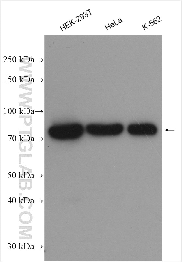 Western Blot (WB) analysis of various lysates using DDX18 Polyclonal antibody (28502-1-AP)