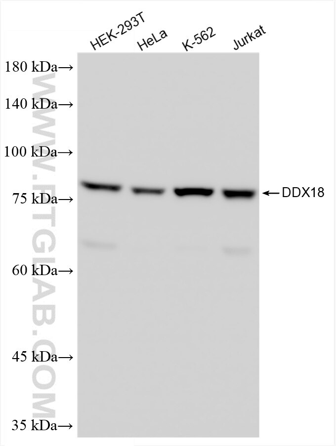 Western Blot (WB) analysis of various lysates using DDX18 Recombinant antibody (85789-2-RR)