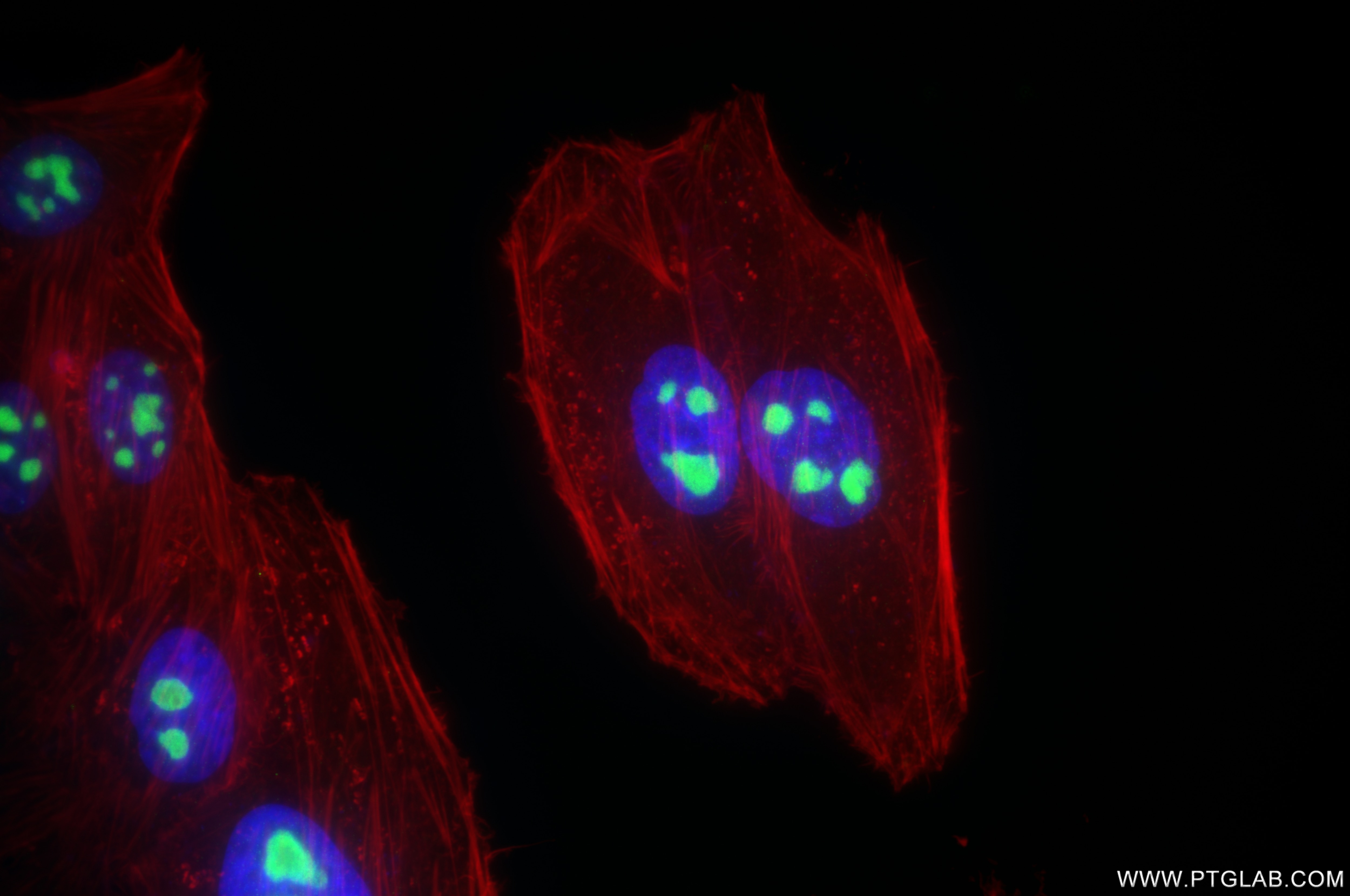Immunofluorescence (IF) / fluorescent staining of HepG2 cells using DDX18 Recombinant antibody (85789-3-RR)