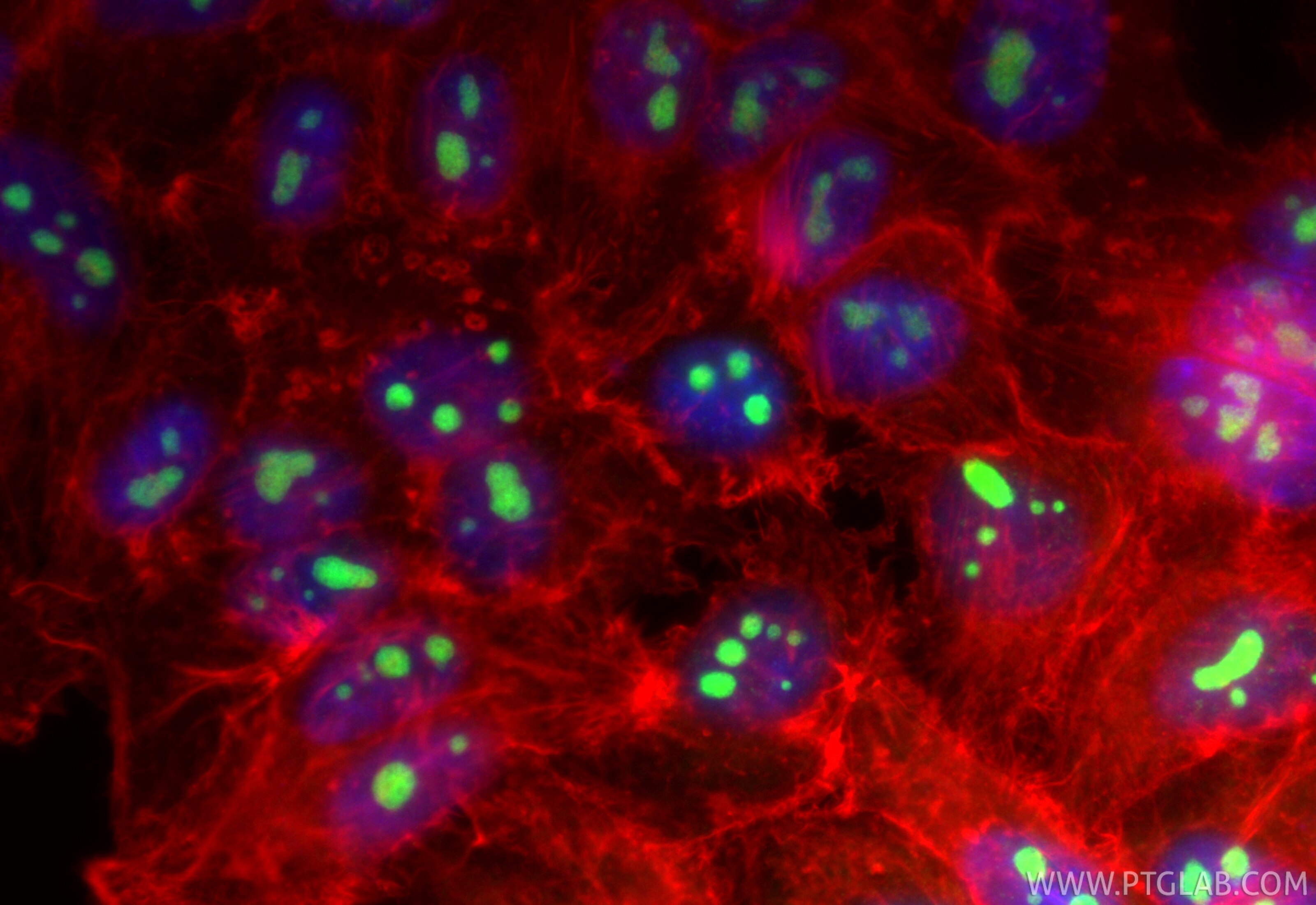 Immunofluorescence (IF) / fluorescent staining of HepG2 cells using CoraLite® Plus 488-conjugated DDX18 Recombinant an (CL488-85789-3)