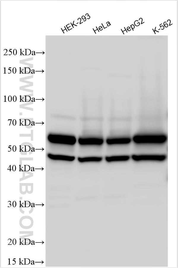 Western Blot (WB) analysis of various lysates using DDX19A Polyclonal antibody (15209-1-AP)