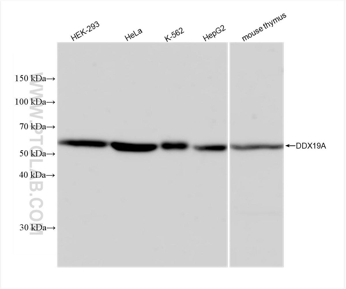 Western Blot (WB) analysis of various lysates using DDX19A Recombinant antibody (83106-1-RR)