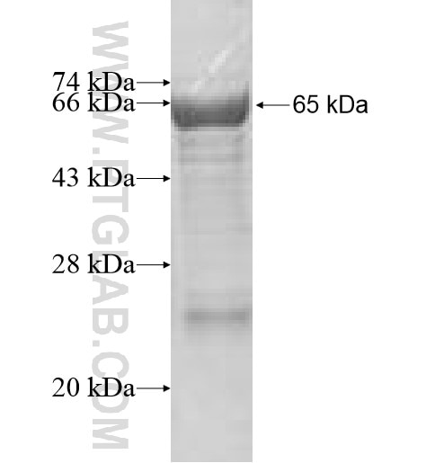 DDX19A fusion protein Ag7362 SDS-PAGE