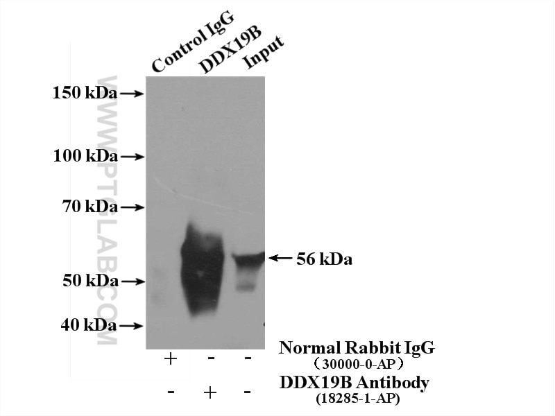 Immunoprecipitation (IP) experiment of K-562 cells using DDX19B Polyclonal antibody (18285-1-AP)