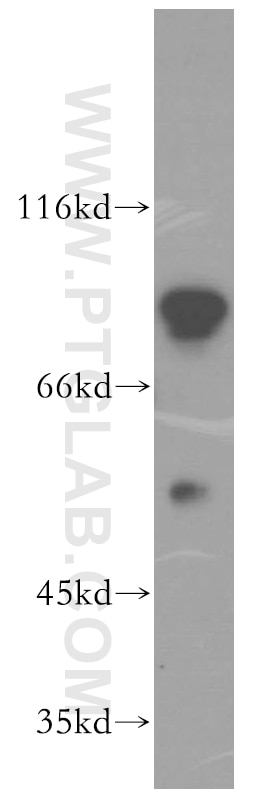 Western Blot (WB) analysis of NIH/3T3 cells using DDX19B Polyclonal antibody (18285-1-AP)
