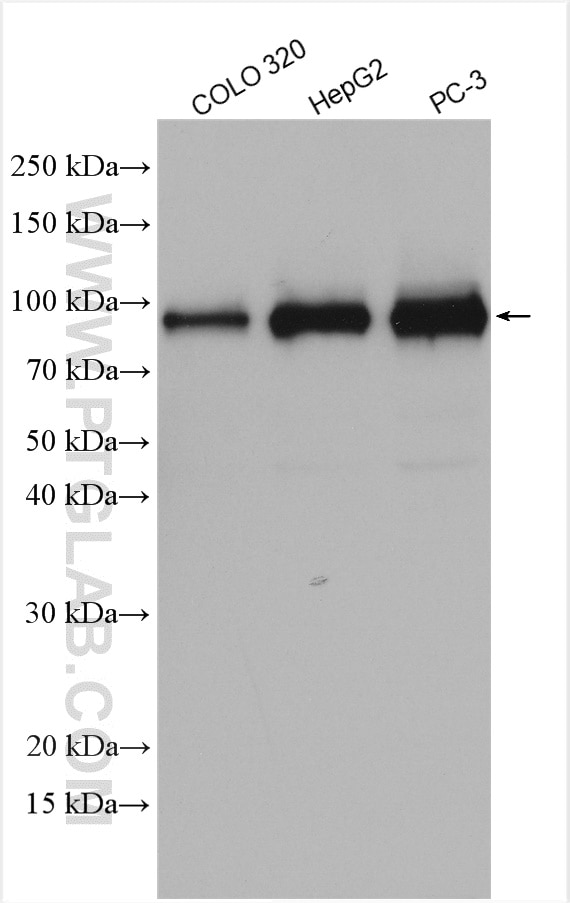 Western Blot (WB) analysis of various lysates using DDX21 Polyclonal antibody (10528-1-AP)