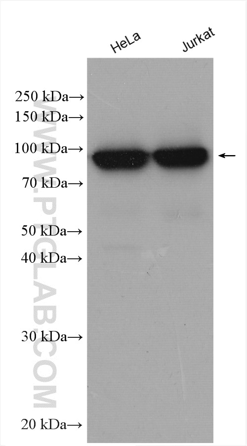 Western Blot (WB) analysis of various lysates using DDX21 Polyclonal antibody (10528-1-AP)