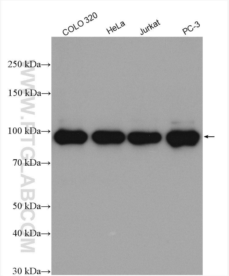 Western Blot (WB) analysis of various lysates using DDX21 Polyclonal antibody (10528-1-AP)