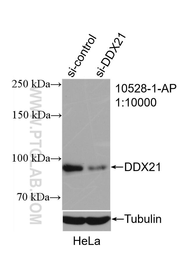 Western Blot (WB) analysis of HeLa cells using DDX21 Polyclonal antibody (10528-1-AP)