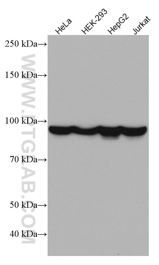 Western Blot (WB) analysis of various lysates using DDX21 Monoclonal antibody (66925-1-Ig)