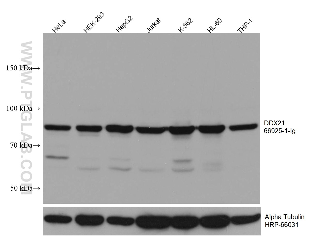 Western Blot (WB) analysis of various lysates using DDX21 Monoclonal antibody (66925-1-Ig)