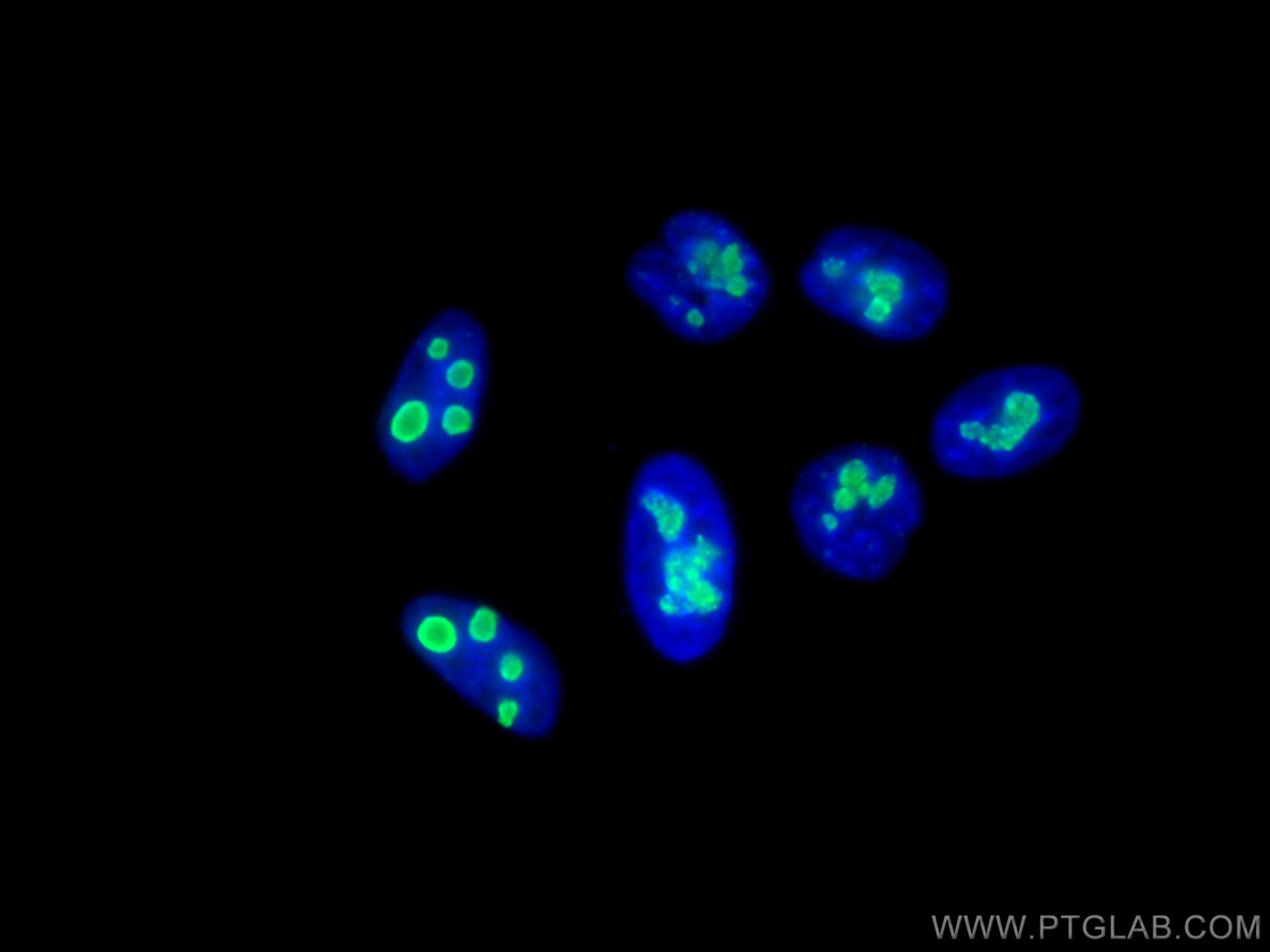 IF Staining of HepG2 using CL488-10528