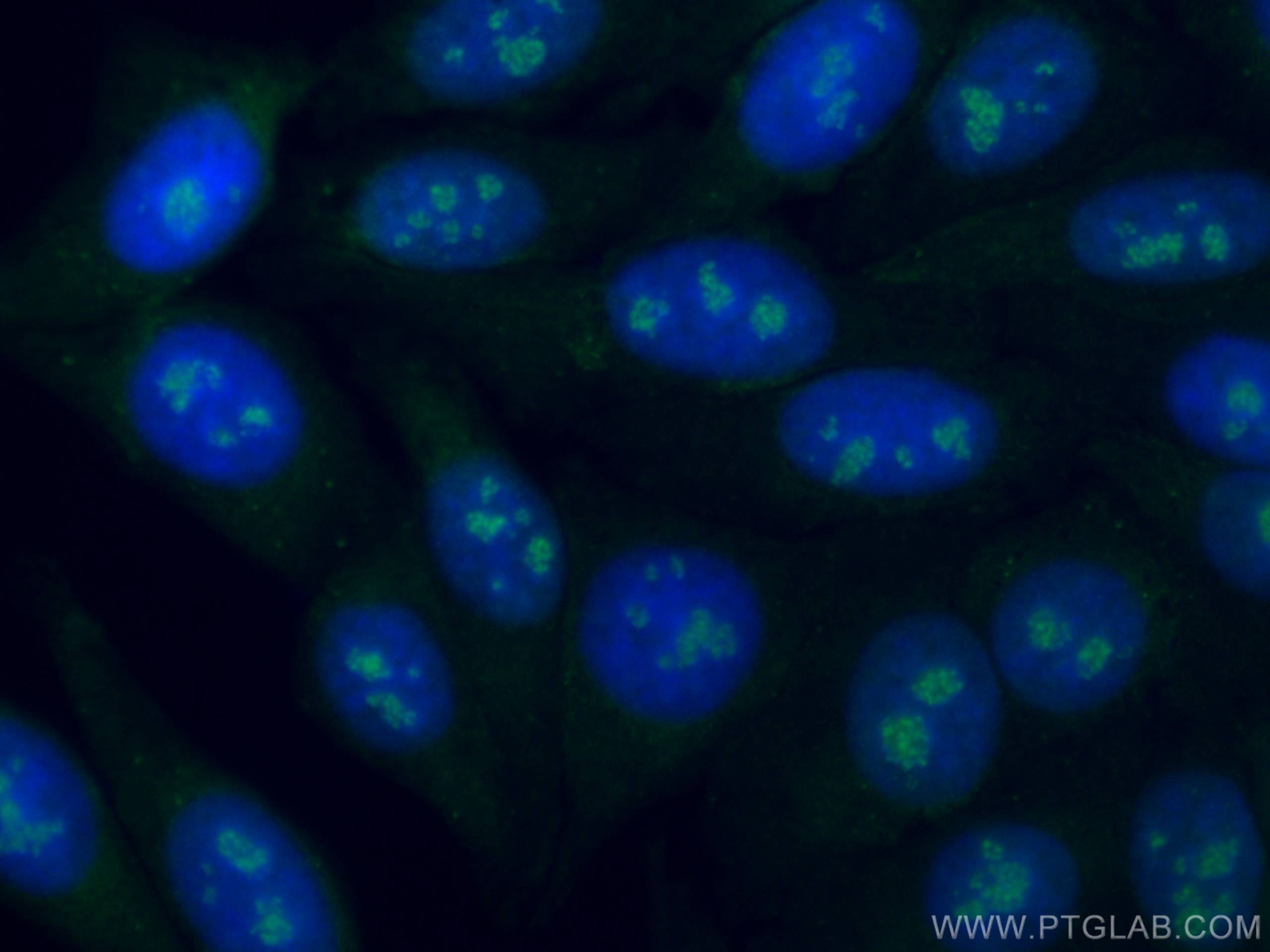 Immunofluorescence (IF) / fluorescent staining of HepG2 cells using CoraLite® Plus 488-conjugated DDX21 Monoclonal ant (CL488-66925)