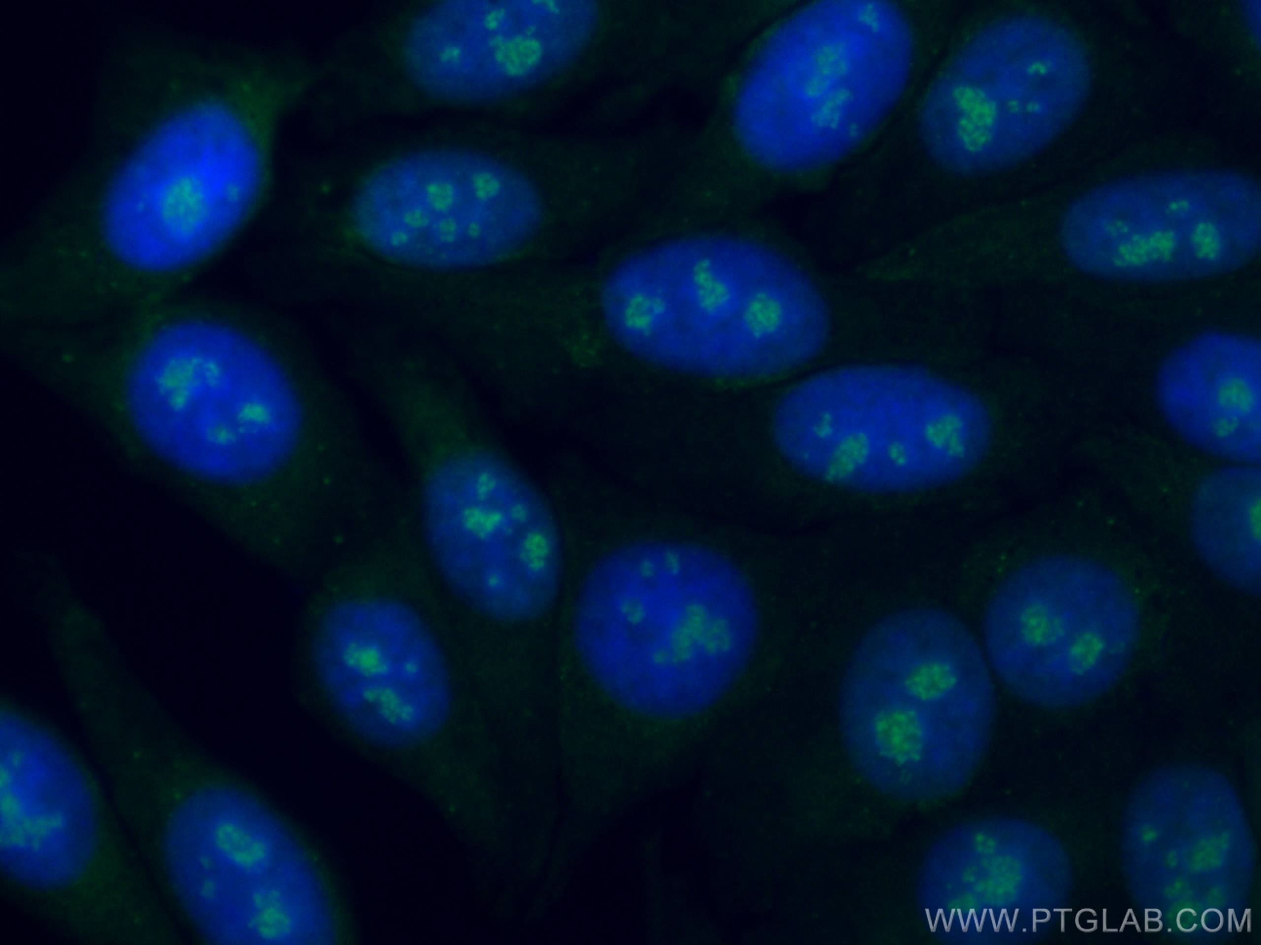 IF Staining of HepG2 using CL488-66925