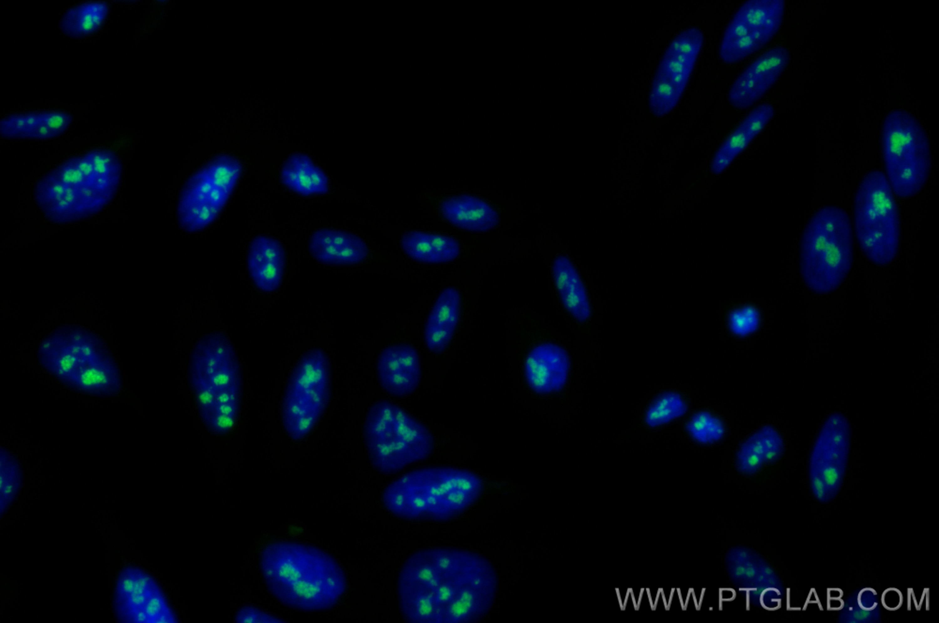 IF Staining of HepG2 using CL488-80932